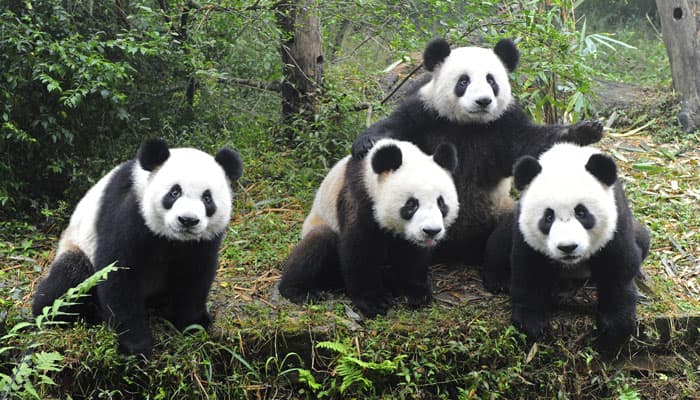 Giant Panda Valley launched in China