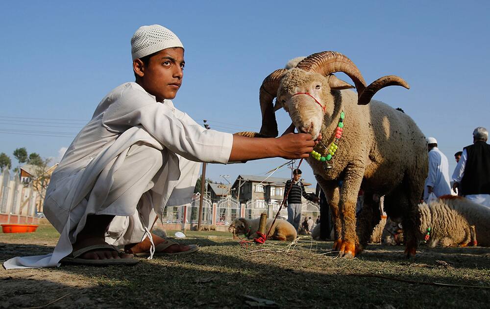 A young sheep vendor feeds a sheep as he awaits customers at a market ahead of the Muslim festival Eid al-Adha, in Srinagar.