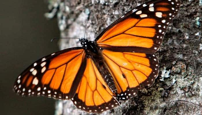 Butterfly wings successfully grown in lab