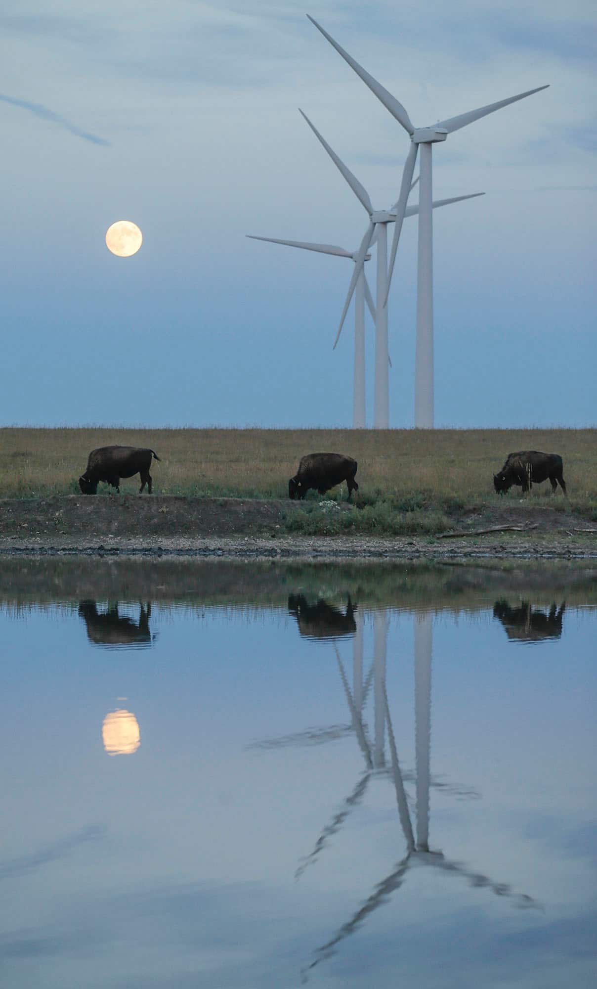 As the moon rises, bison graze in a pasture beneath a row of wind turbines near Beaumont, Kan.