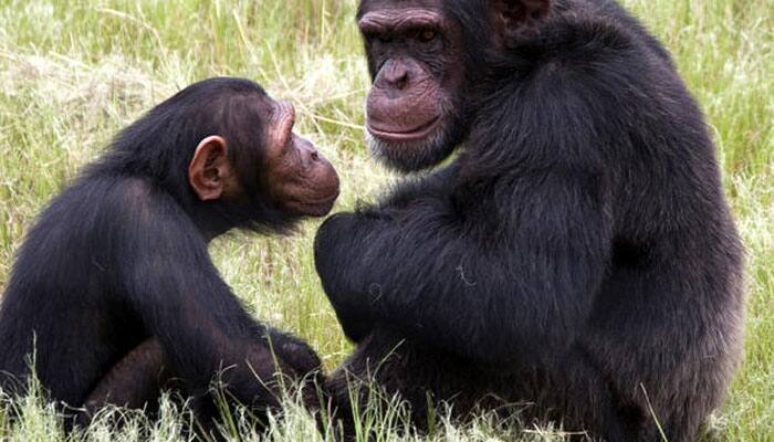 Competing suitors affect fertility of female chimps