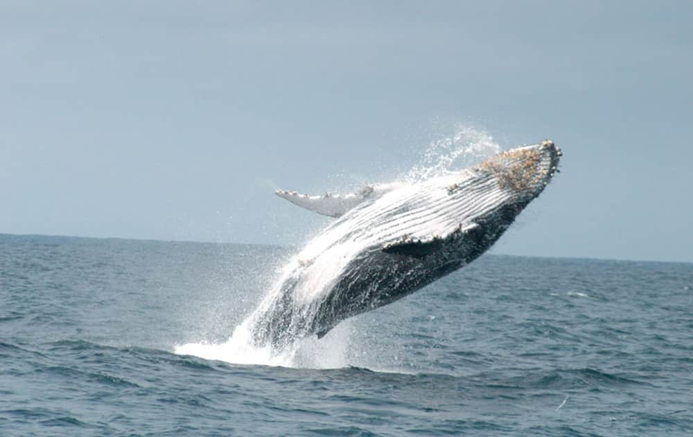 FromPuerto López along the Pacific Coast, you can see the humpback whales (Megaptera novaeangliae) that arrive from the Antarctic waters to mate between June and October of each year. The biggest refuge for marine birds in Ecuador is Santa Clara Island off the southern coast.