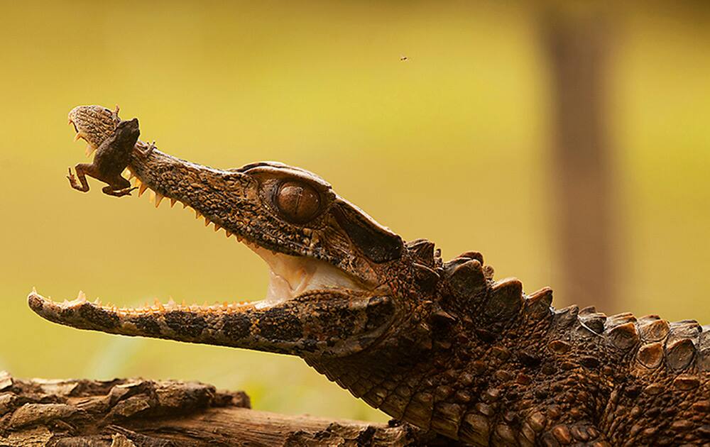 The Amazon region in Ecuador has reserves and national parks that are home to hundreds of bird and fish species as well as tapirs, anacondas, boa constrictors, turtles, lizards, armadillos, bears, monkeys and giant rodents!