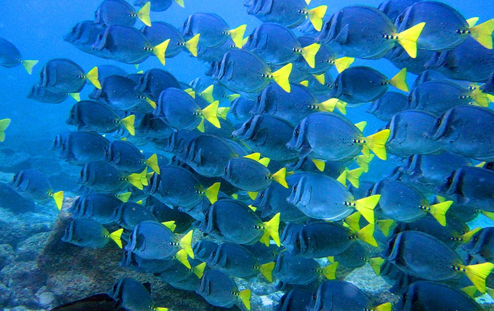 The island is also known for its colourful fish and and is a good place to go diving.