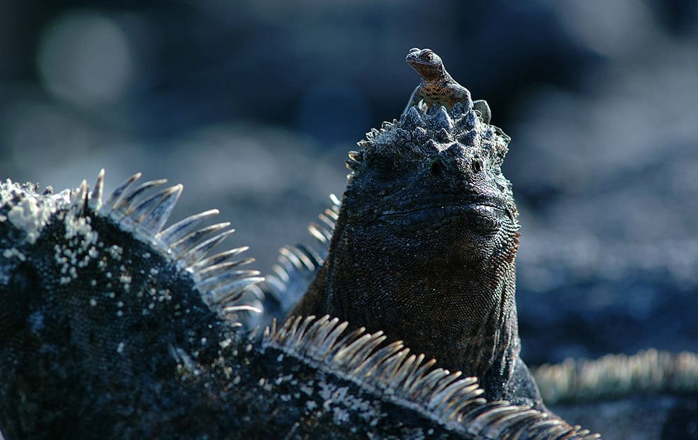 Marine iguanas are only found in the Galapagos.