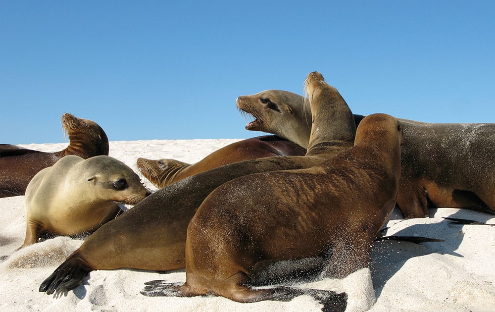 Sea lions on the white, sandy beaches of Galapagos.