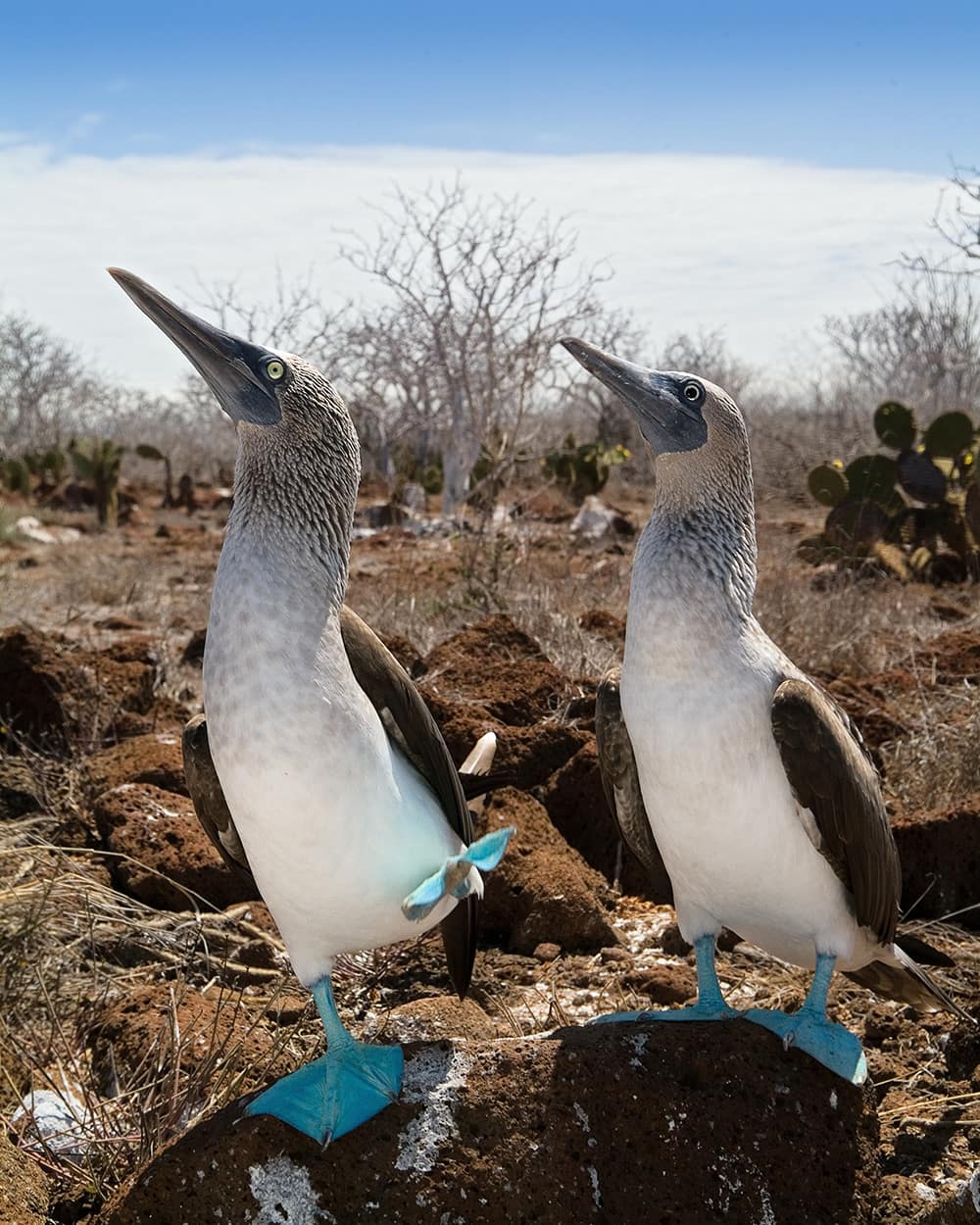 The main reason for tourists and nature lovers to visit the Galapagos Islands is the multitude of animals freely romping about... just like the blue-footed boobies in this picture.