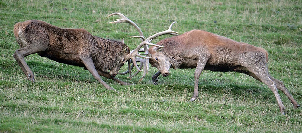 Two rutting stags fight in a wildlife park in Aurach near Kitzbuehel, in the Austrian province of Tyrol.