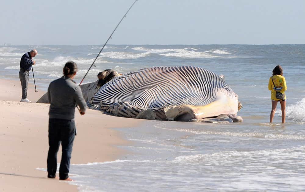 Beach-goers investigate a dead 58-foot finback whale that washed ashore on an eastern Long Island beach in Shirley, N.Y.