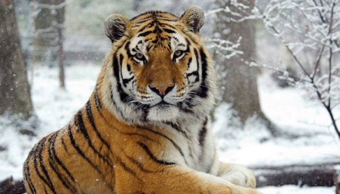 Second tiger freed by Putin found near Sino-Russian border