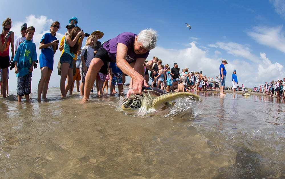 Theta Kinney, with Animal Rehabilitation Keep (ARK) at the University of Texas Marine Science Institute, releases a green sea turtle, at Mustang Island Beach, near Port Aransas, Texas.