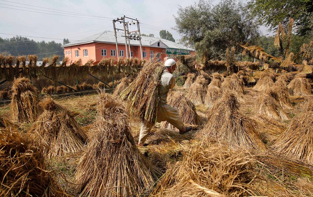 A Kashmiri farmer carries paddy as he works on a paddy field, on the outskirts of Srinagar, India.