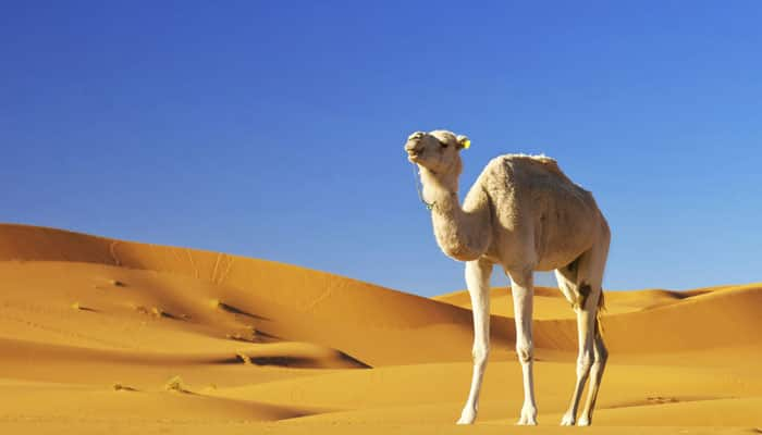 Therapeutic sand bath at Merzouga, Morocco