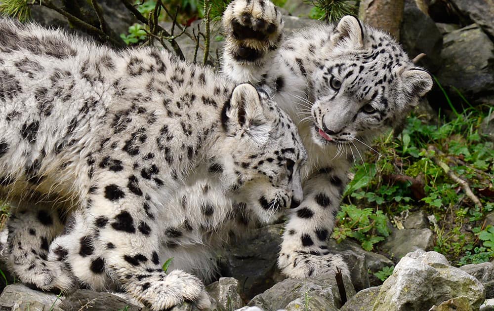 The two snow leopard twins Okara and Orya play at the zoo in Zurich, Switzerland. The cubs were born five and a half months ago.