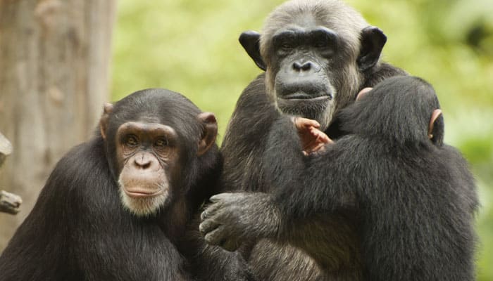 Chimps have favourite &#039;tool set&#039; for hunting army ants