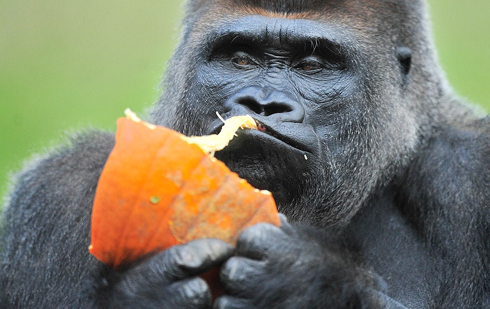 Gorilla Koko enjoys a pumpkin tossed into his habitat at the Detroit Zoo.