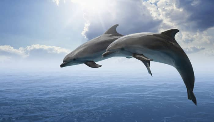 Breath test enough to reveal disease in dolphins