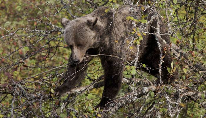 3 wild bears found dead in Odisha