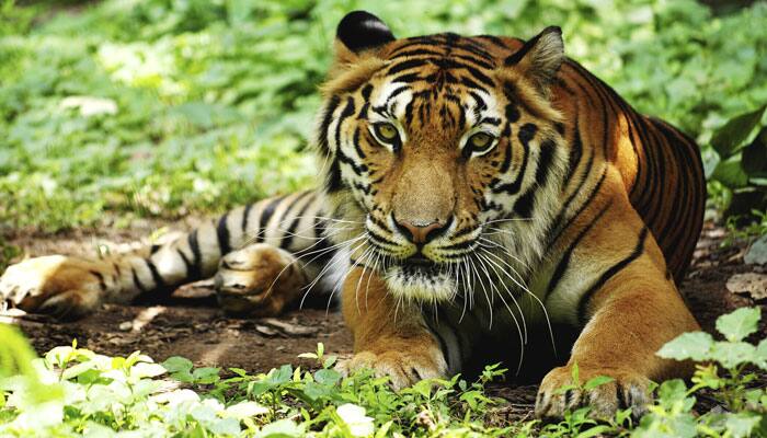 Tiger kills leopard in Bhadrawati forest range