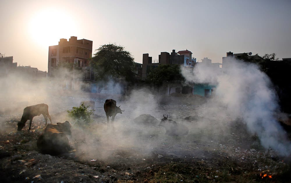Cows are covered in smoke rising from burning garbage in New Delhi.