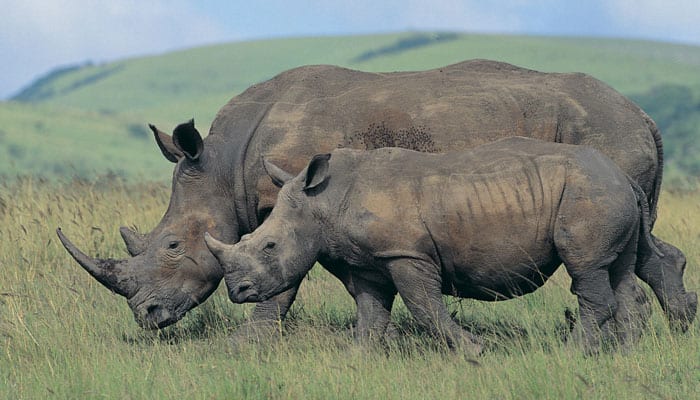 Oldest female rhino of Dudhwa Tiger Reserve dies