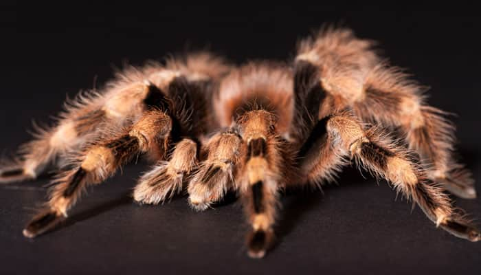 South American tarantula gets John Lennon&#039;s moniker