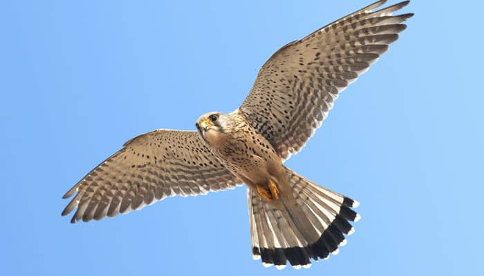 Nagaland turning into &#039;Falcon capital&#039; for conservation