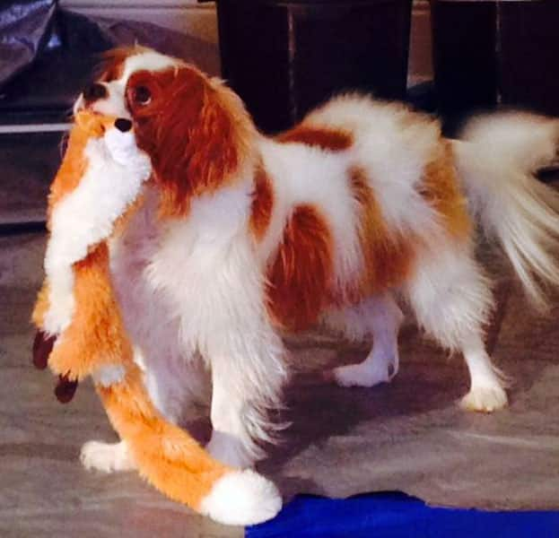 This Oct. 22, 2014, photo provided via Twitter by the City of Dallas and Dallas Animal Services shows Bentley, the King Charles Spaniel who was quarantined after his owner, Nina Pham, was diagnosed with Ebola, in Dallas. 