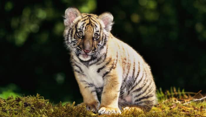 Four new tiger cubs at Vandalur Zoo