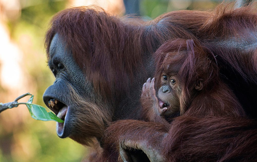 This photo provided by the San Diego Zoo shows a female Sumatran orangutan hanging onto her mother, Indah, while foraging for food at the San Diego Zoo. The baby, named Aisha, turns a year old on Saturday, Oct. 25 and the Zoo is hosting a party for the little ape and her troop.