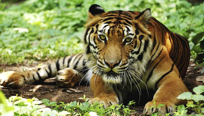 Tiger mauls to death teacher in MP forest