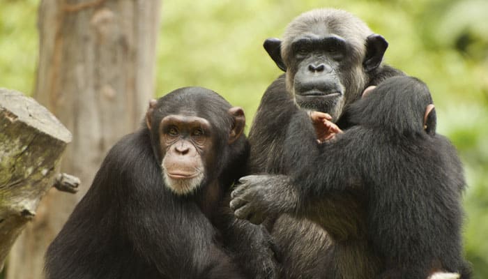 Chimps plan for a good early breakfast