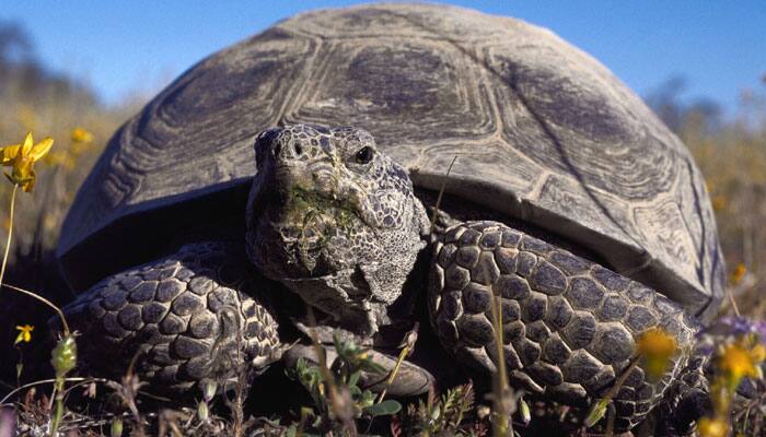 Giant tortoises rally from near extinction on Galapagos island