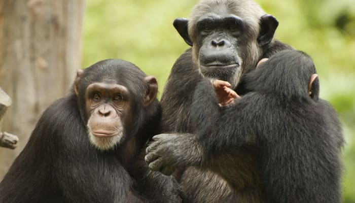 Chimpanzees plan their breakfast time