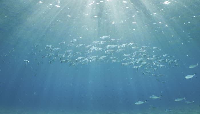 Oz government&#039;s plan can&#039;t save Great Barrier Reef, say scientists