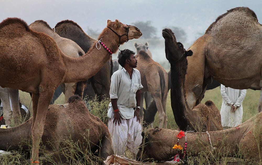 A camel herder stands beside resting camels at the annual cattle fair in Pushkar, in the western Indian state of Rajasthan.