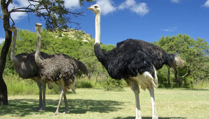 Future robots will resemble ostriches, say scientists