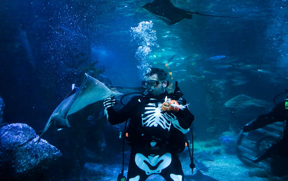 Celebrating Halloween a diver with a Halloween skeleton costume holds a Jack O'Lantern filled with seafood feeds fish in a sea live aquarium in Berlin, Germany.
