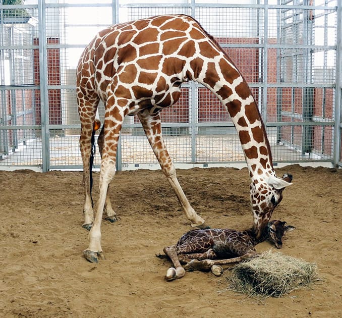 This photo provided by the Dallas Zoo shows mother Chrystal licking her newborn calf just moments after his birth encouraging him to stand and nurse, in Dallas. 