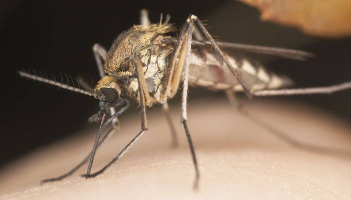 Popular mosquito catcher in Japan uses human odour as bait