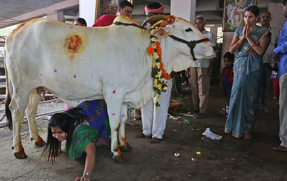 A Hindu devotee crawls under a cow as part of rituals during Gopashtami, dedicated to the worship of cows, in Hyderabad.