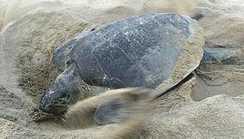 Odisha imposes fishing ban for turtle nesting