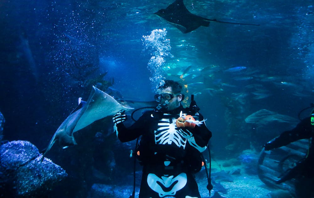 Celebrating Halloween a diver with a Halloween skeleton costume holds a Jack O'Lantern filled with seafood feeds fish in a sea live aquarium in Berlin, Germany.