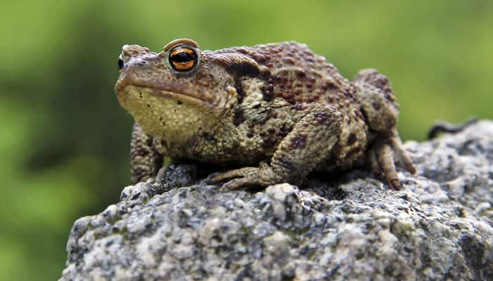 Rare frog that breeds inside hollow stem of bamboo