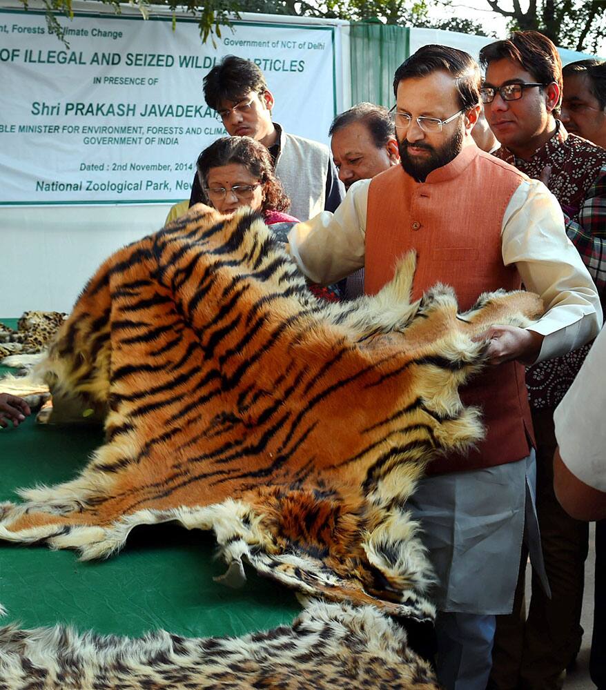 Minister of State for Information and Broadcasting , Environment, Forest and Climate Change and Parliamentary Affairs, Prakash Javadekar with animal skin before destroying the seized illegal wildlife products at the Delhi Zoological Park in New Delhi.