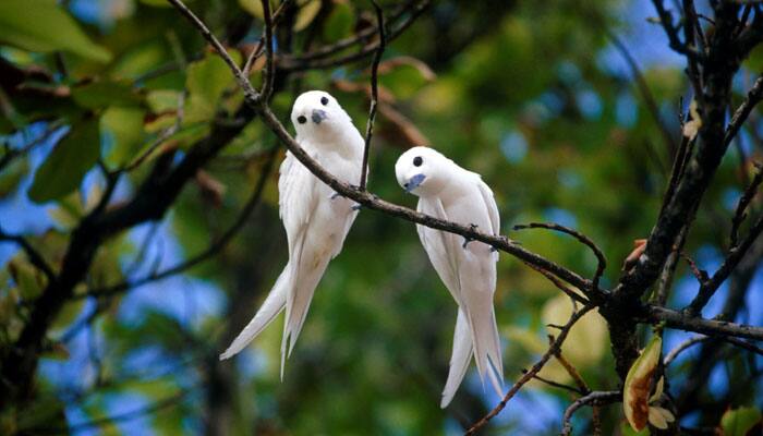 Europe has 421 million fewer birds than 30 years ago: Study