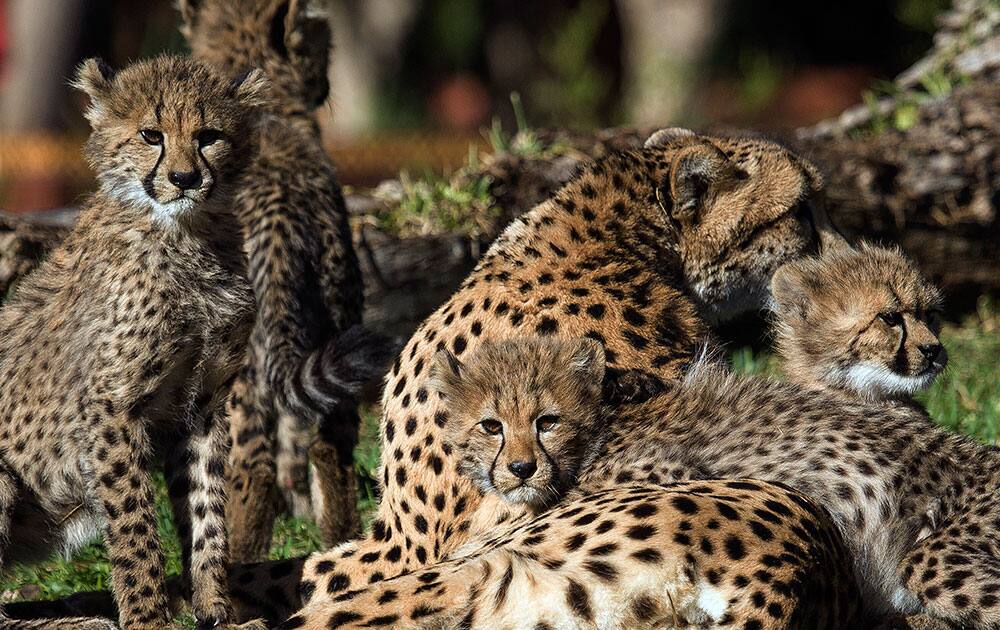  four almost 4-month-old cheetah cubs rest alongside their mother at the San Diego Zoo Safari Park in Escondido, Calif. 