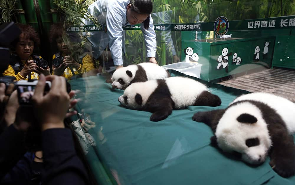 Visitors take photos of the panda triplet cubs in the Chimelong Safari Park in Guangzhou in south China's Guangdong province.