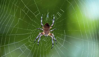 Eight new species of spiders spotted in Parambikulam Tiger Reserve
