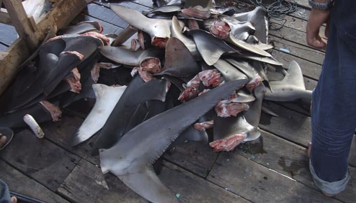 Jet Airways bans shipment of shark fins: HSI